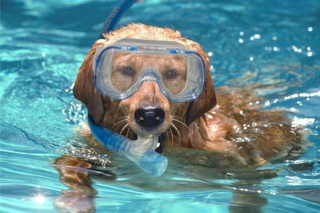 hondenzwemmen-hond-met-duikbril-1